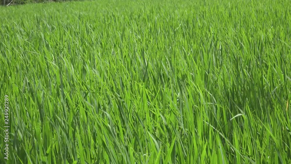 Wind swings green stalks of escapes of rice in the field in summer sunny day Wind swings green stalks of escapes of rice in the field in summer sunny day