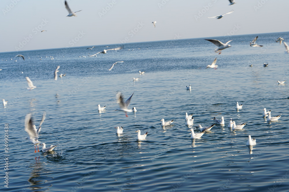 Seagulls, off the coast of Odessa