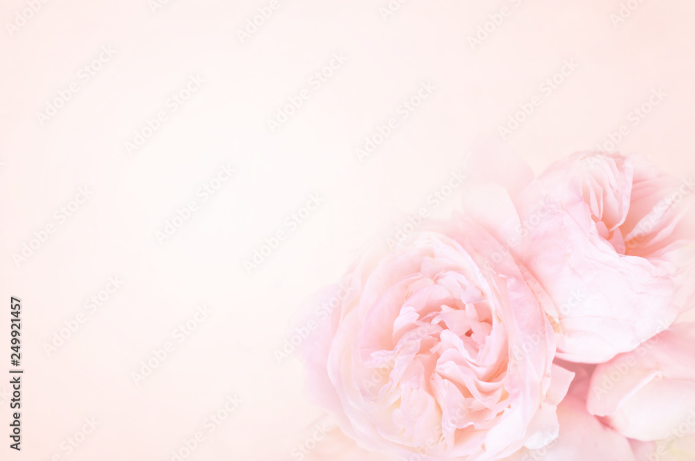 Summer blossoming delicate rose blooming flowers festive background, pastel and soft bouquet floral card, selective focus, toned	