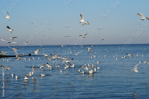 Seagulls  off the coast of Odessa