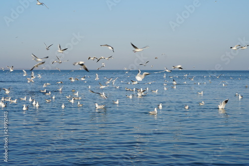 Seagulls, off the coast of Odessa