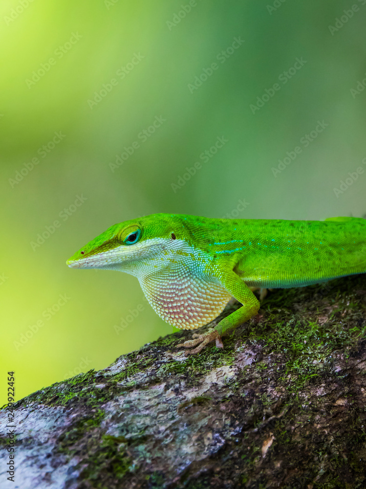 Fototapeta premium Green Anole