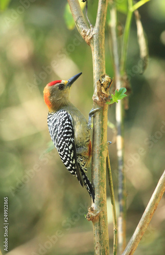 A glance of the forest with beautiful Red-crowned Woodpecker Melanerpes rubricapillus bird perched in the rainforest  photo