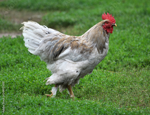 In the rustic yard cock