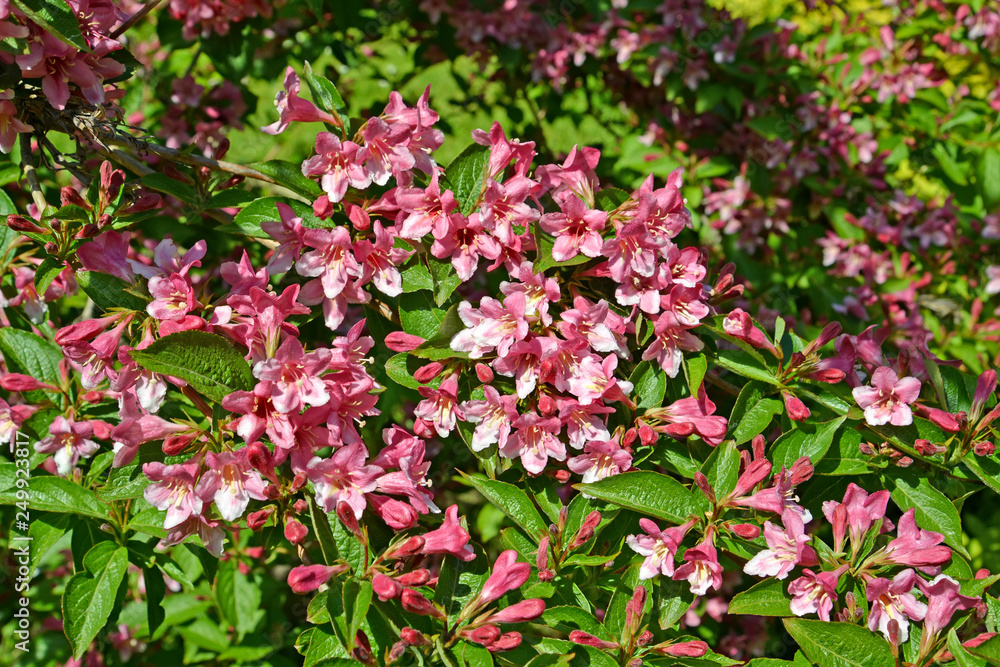 Blossoming of a veygela garden (Weigela Thunb.) Blossoming of a veygela garden (Weigela Thunb.)