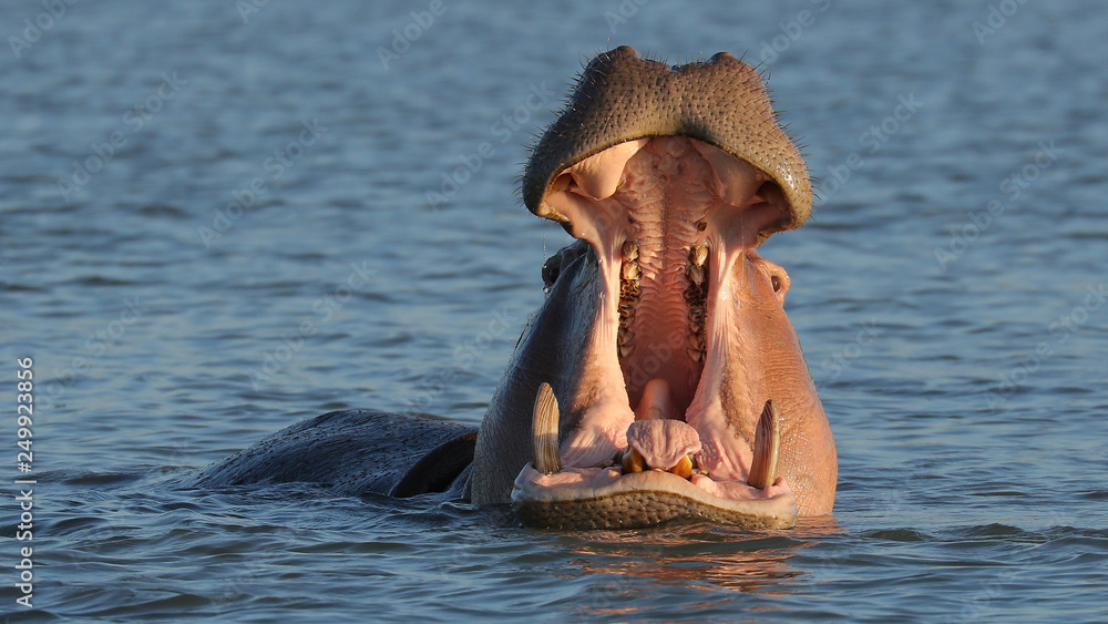 Fototapeta premium Hipopótamo en Lago Tana, Etiopía.