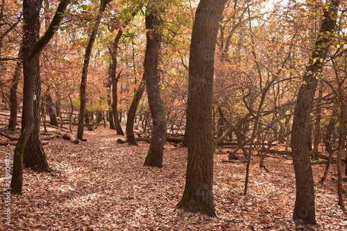 autumn in the forest © Biro