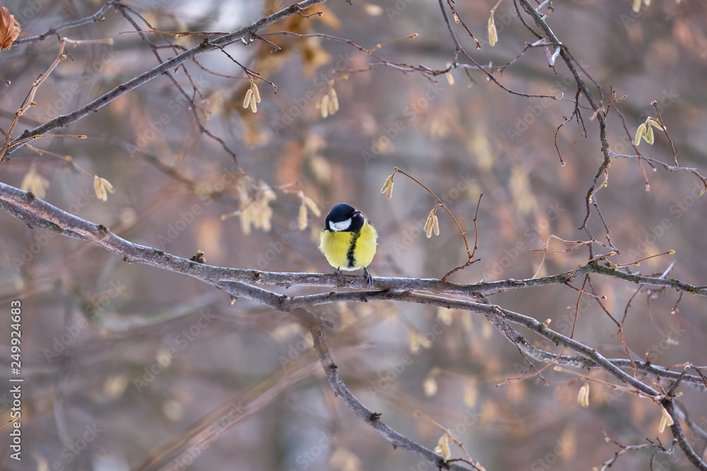 Naklejka premium Tit on the branches in the spring forest in Moscow