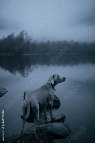 Dog standing on rock by lake