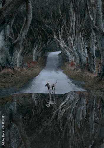 Dog standing on road amidst trees in forest