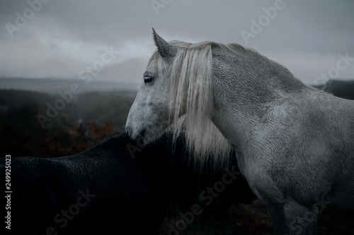 Horse standing on ranch