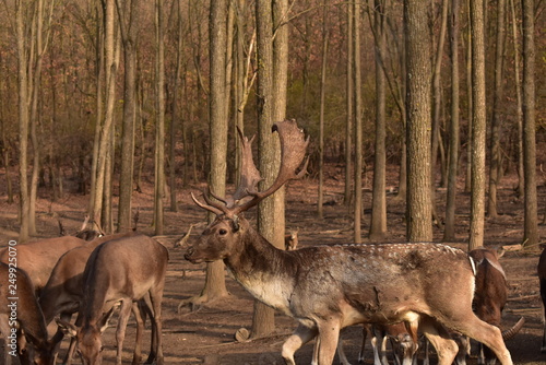deers in the forest from close