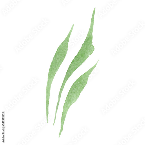 Green leaves floral botanical flower. Watercolor background illustration set. Isolated leaf illustration element. © yanushkov
