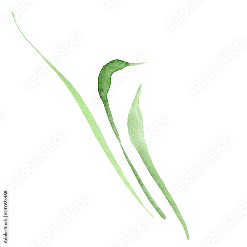 Green leaves floral botanical flower. Watercolor background illustration set. Isolated leaf illustration element.