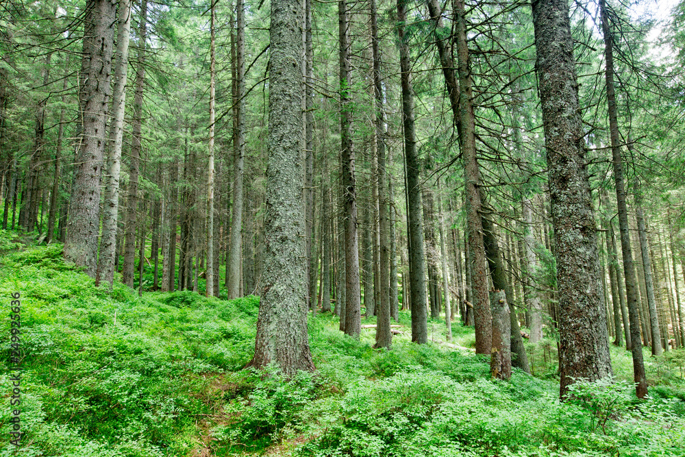 Fototapeta premium Forest trees. nature green wood sunlight backgrounds