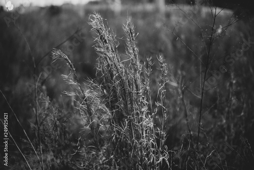 Black and white trees