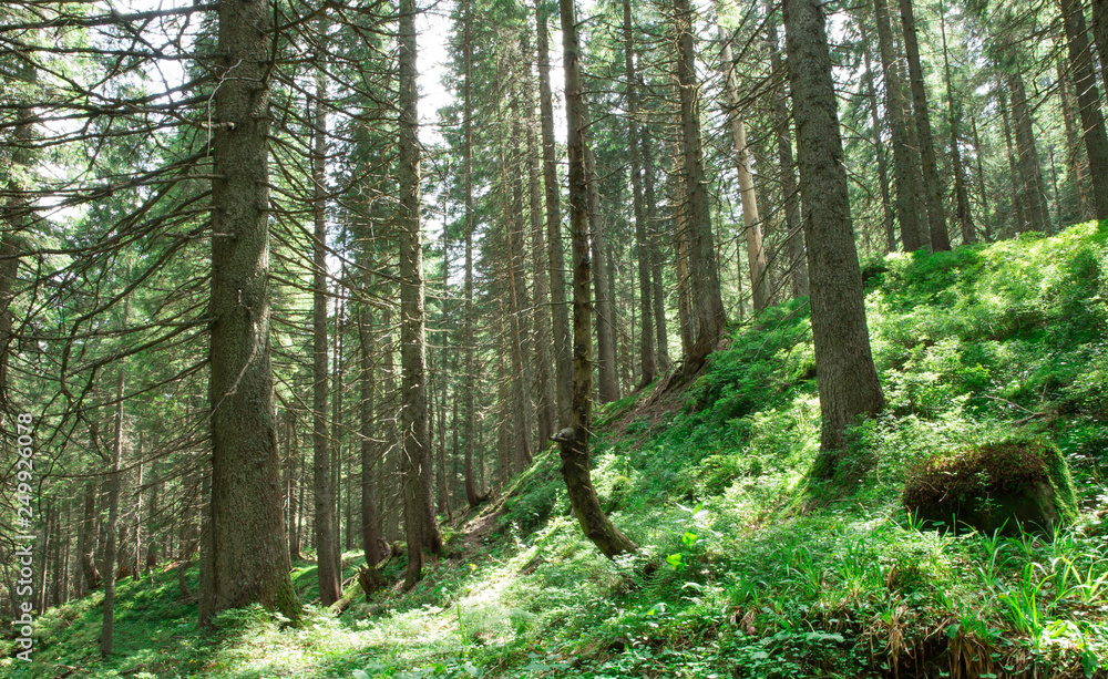 Obraz premium Forest trees. nature green wood sunlight backgrounds