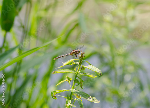 Pronghorn Clubtail