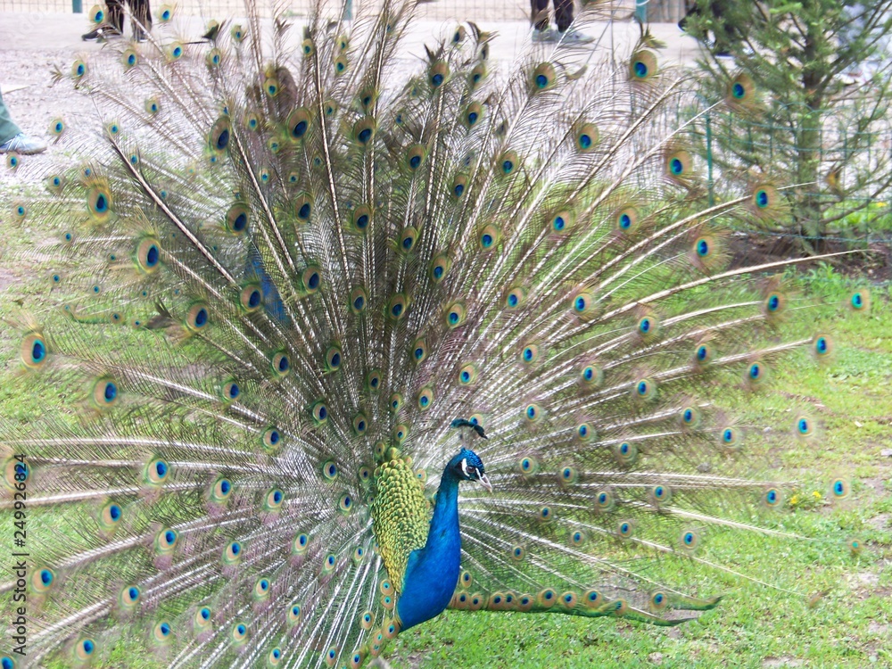 Obraz premium peacock with feathers out