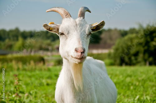 Close-up portrait of white goat on green summer meadow field