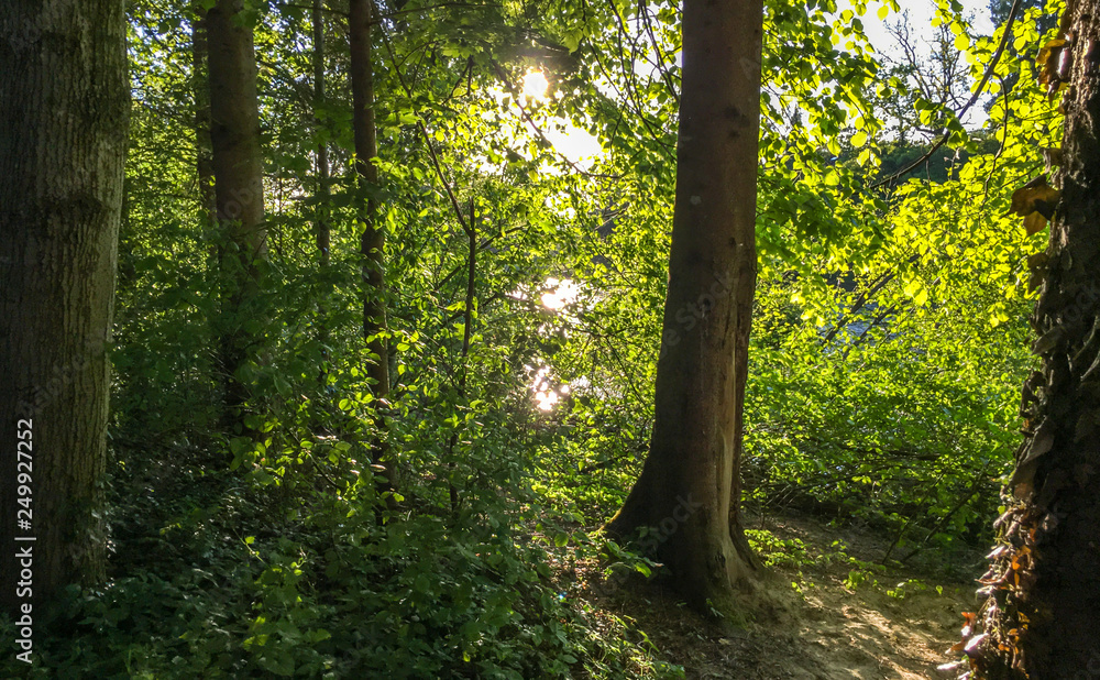 Sonnenlicht zwischen Zweigen im dichtem Wald Sonnenlicht zwischen Zweigen im dichtem Wald