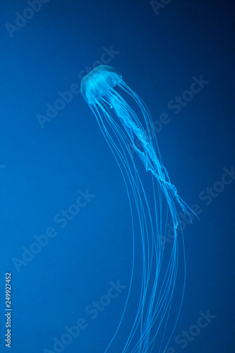 jellyfish on blue background © Bartosz