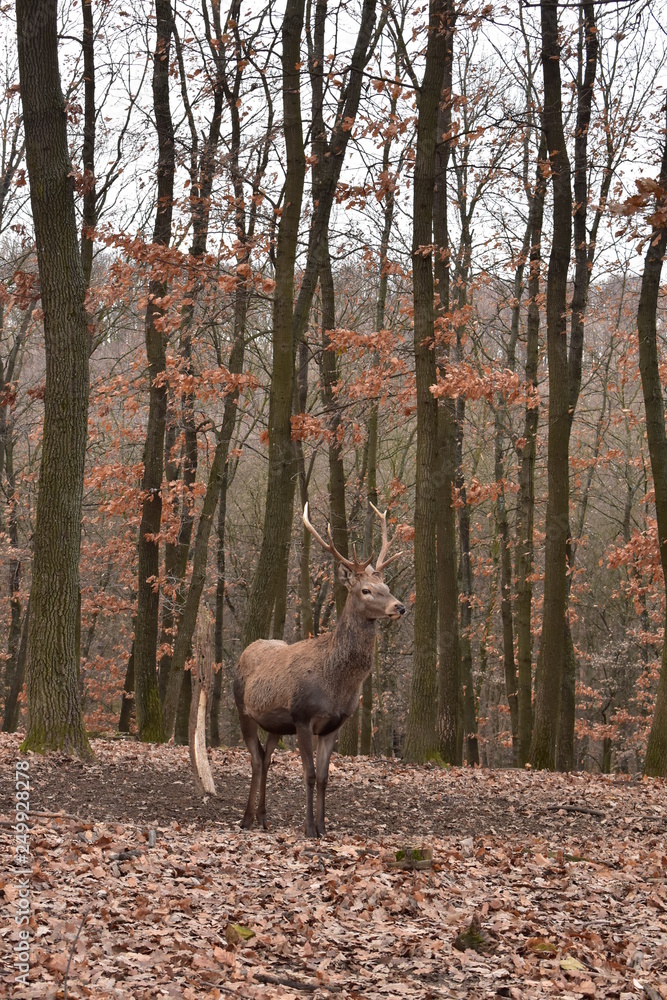 Fototapeta premium jeleń w lesie