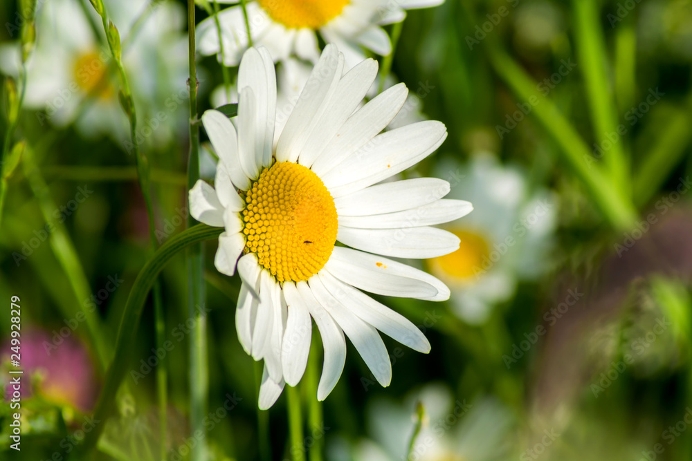 Obraz premium Close up of a Daisy in Summer sunshine. One White daisy in Summer nature background. Beautiful field of White Shasta Daisies in sunlight.