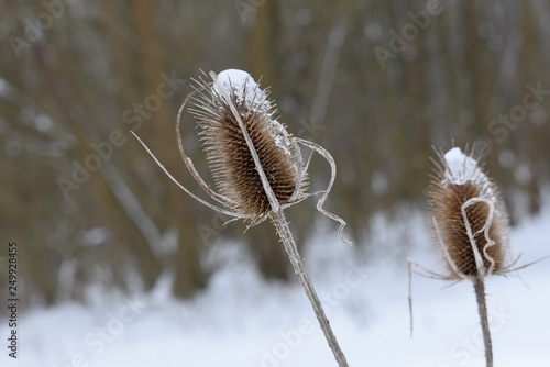 Dipsacus laciniatus in winter photo