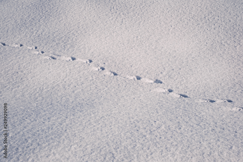 traces of fox in the snow traces of fox in the snow