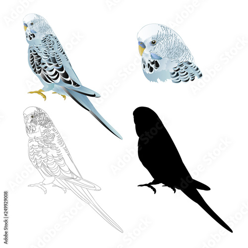 Bird budgerigar, blue pet parakeet  or budgie or shell parakeet home pet natural and outline and silhouette on a white background vintage vector illustration editable hand draw
