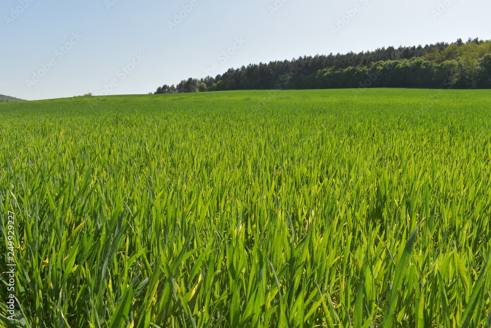 green wheat field and blue sky green wheat field and blue sky