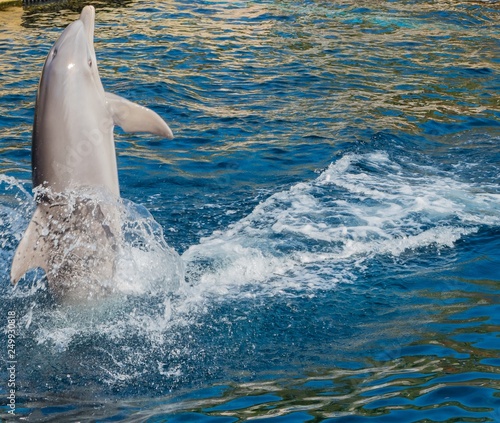 Delfin im Wasser Kunststück