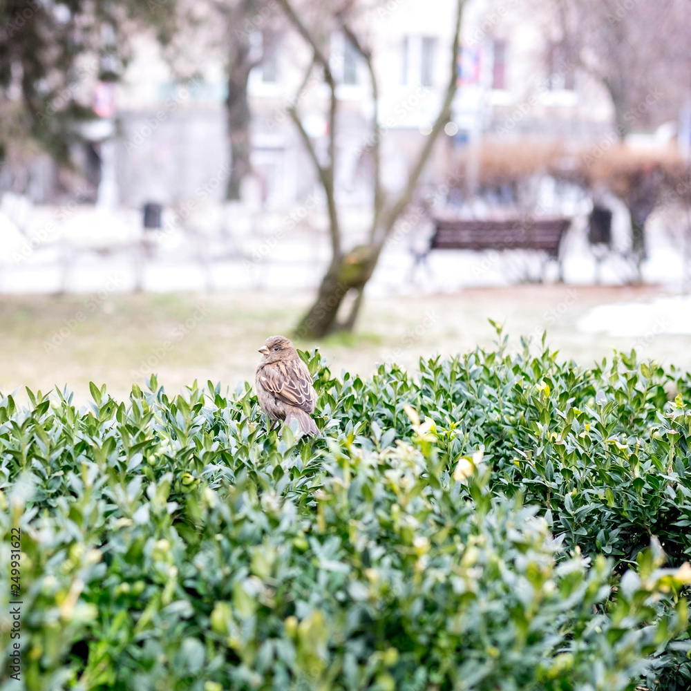 Obraz premium Photo of a sparrow on a bush in the park. Loneliness in the park. Bird in the park