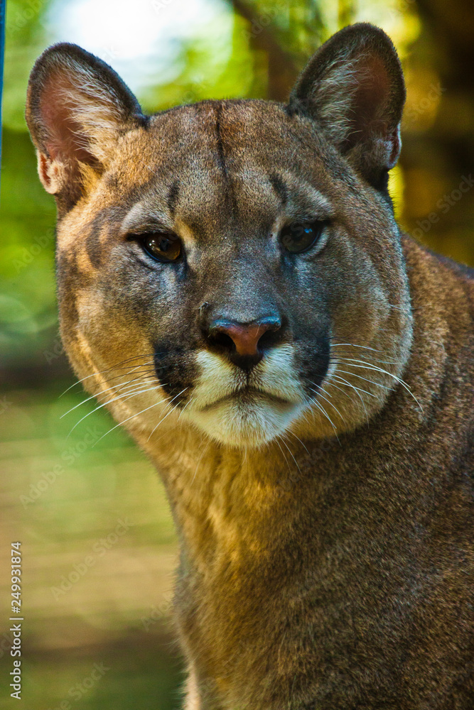 Obraz premium Puma (Puma concolor)