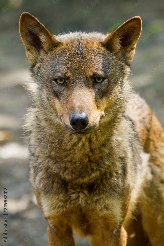 Fototapeta premium Iberischer Wolf (Canis lupus signatus)