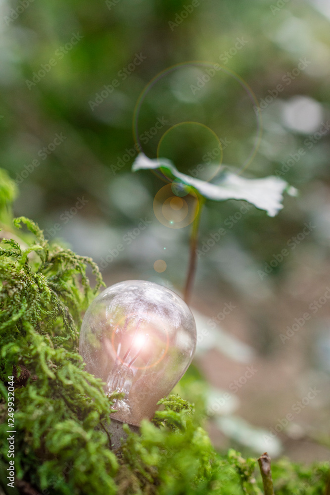 Discarded Car Light Bulb in Forest Woodland setting - Metaphor for renewable energy / fossil fuel / green ideas Discarded Car Light Bulb in Forest Woodland setting - Metaphor for renewable energy / fossil fuel / green ideas