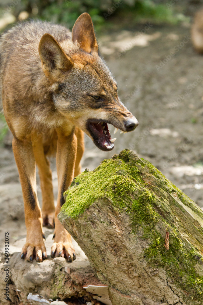 Fototapeta premium Iberischer Wolf (Canis lupus signatus)
