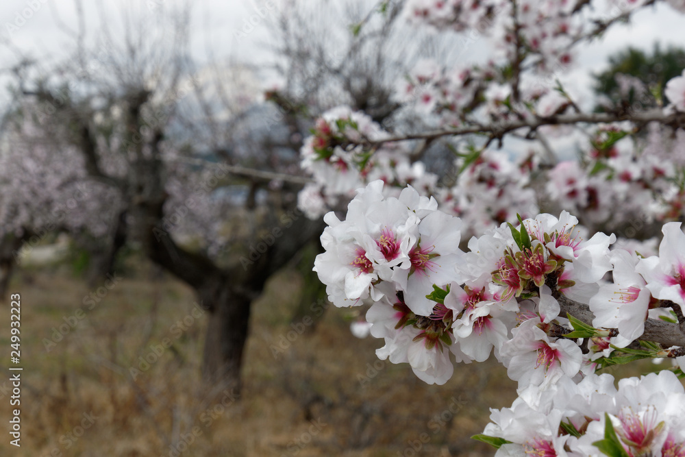 Obraz premium amandier