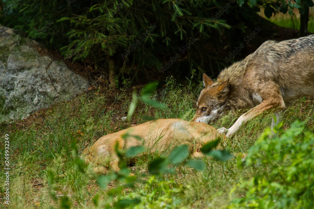 Wolf oder Grauwolf (Canis lupus) Wolf oder Grauwolf (Canis lupus)