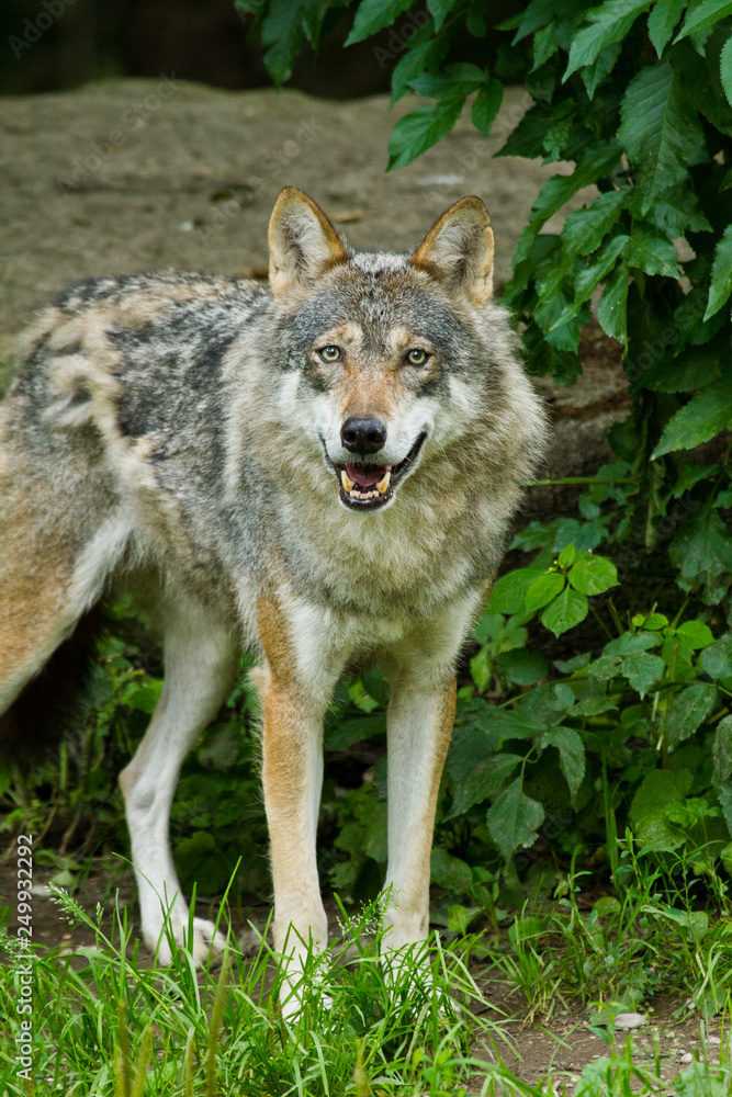 Wolf oder Grauwolf (Canis lupus) Wolf oder Grauwolf (Canis lupus)