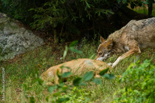 Wolf oder Grauwolf (Canis lupus) © Jearu