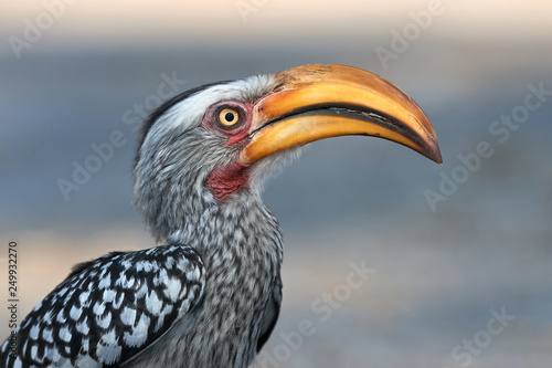Southern yellow billed hornbill © lucaar