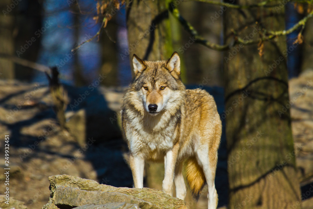 Timberwolf oder Amerikanischer Grauwolf (Canis lupus lycaon) Timberwolf oder Amerikanischer Grauwolf (Canis lupus lycaon)