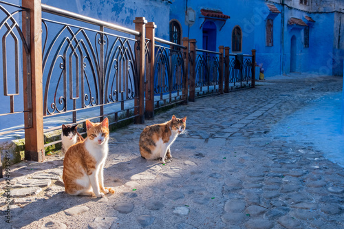 cats of chefchaouen © bruno