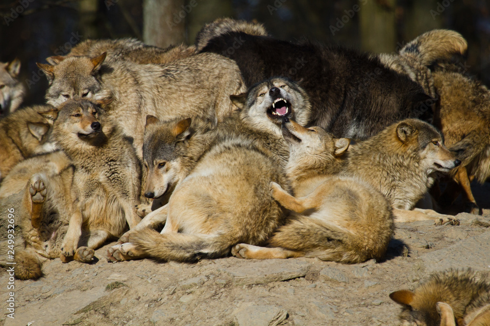 Timberwolf oder Amerikanischer Grauwolf (Canis lupus lycaon) Timberwolf oder Amerikanischer Grauwolf (Canis lupus lycaon)