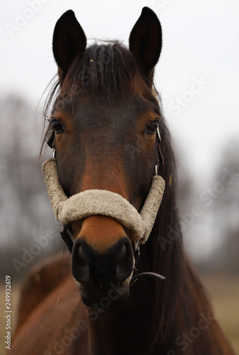 horse portrait © Robert