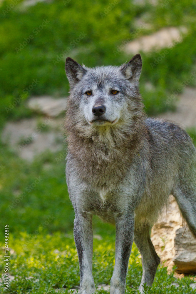 Timberwolf oder Amerikanischer Grauwolf (Canis lupus lycaon) Timberwolf oder Amerikanischer Grauwolf (Canis lupus lycaon)
