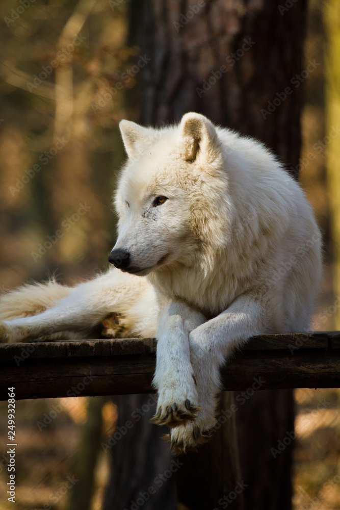 Naklejka premium Polarwolf oder Weißwolf (Canis lupus arctos)