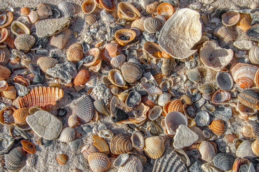 Seashells on a Florida Beach Seashells on a Florida Beach